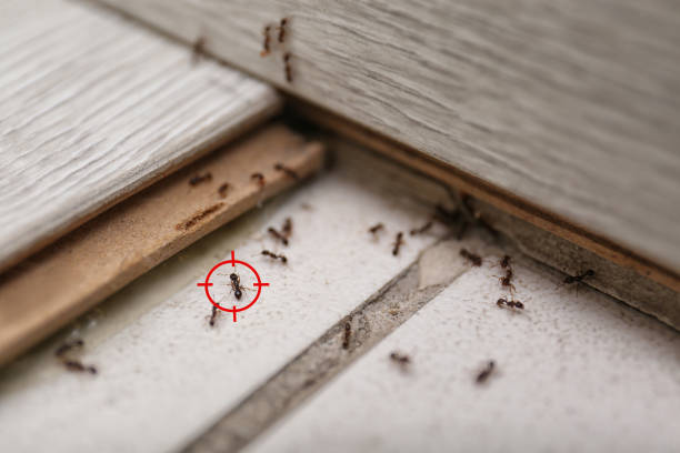 Best Pest Prevention Services  in Post Falls, ID