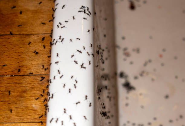 Best Residential Pest Control  in Post Falls, ID