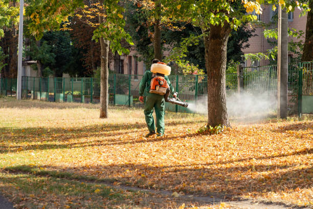 Flea Control Services in Post Falls, ID