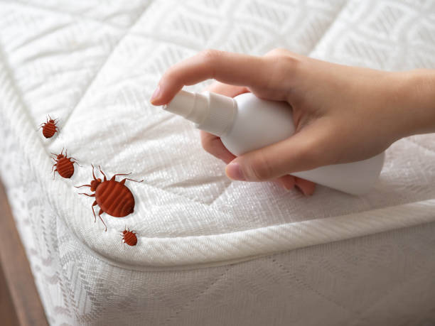 Best Local Pest Control Services  in Post Falls, ID
